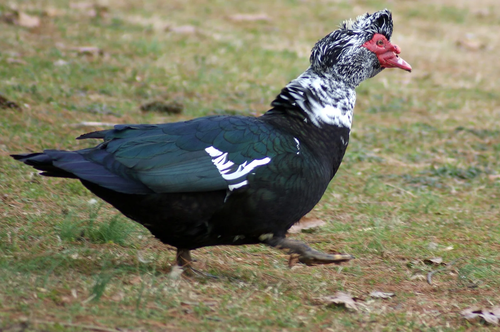 A Muscovy duck at Shorty Howell Park in Duluth