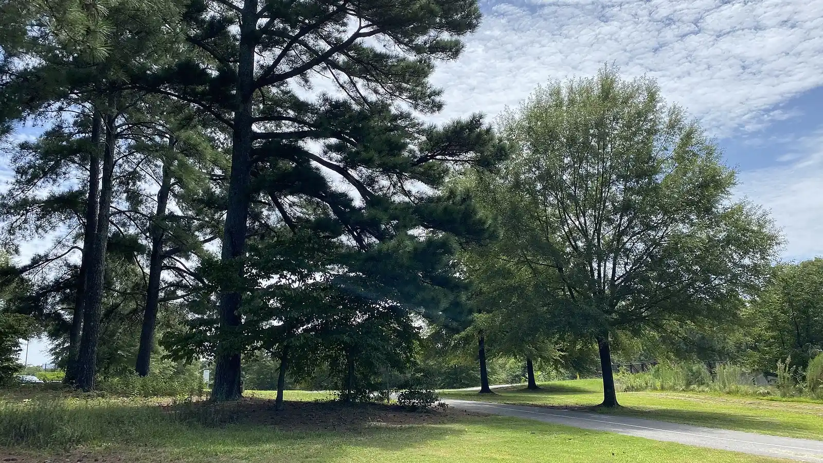 Tall pines and a paved path at Shorty Howell Park in Duluth
